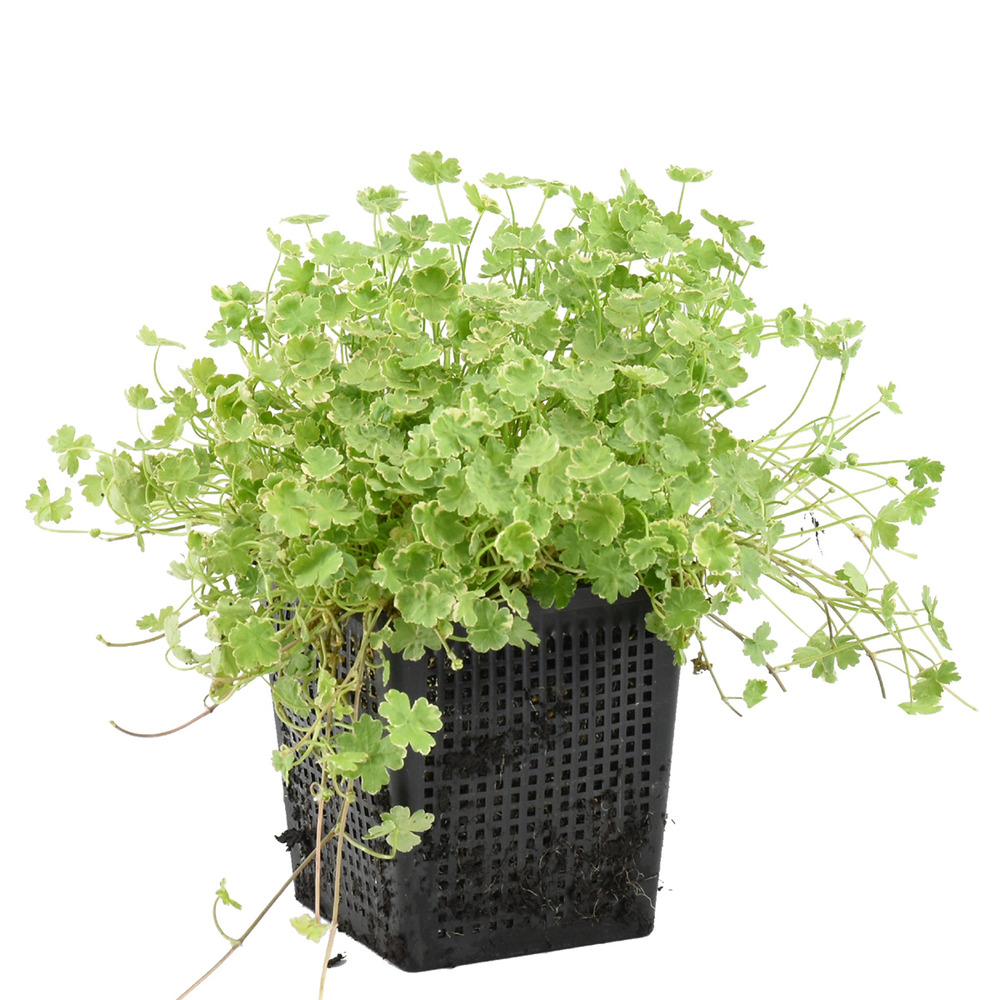 Hydrocotyle variegata – pennywort panaché – faible entretien – zone 1t/m5 – ⌀11cm - ↕15-25 cm
