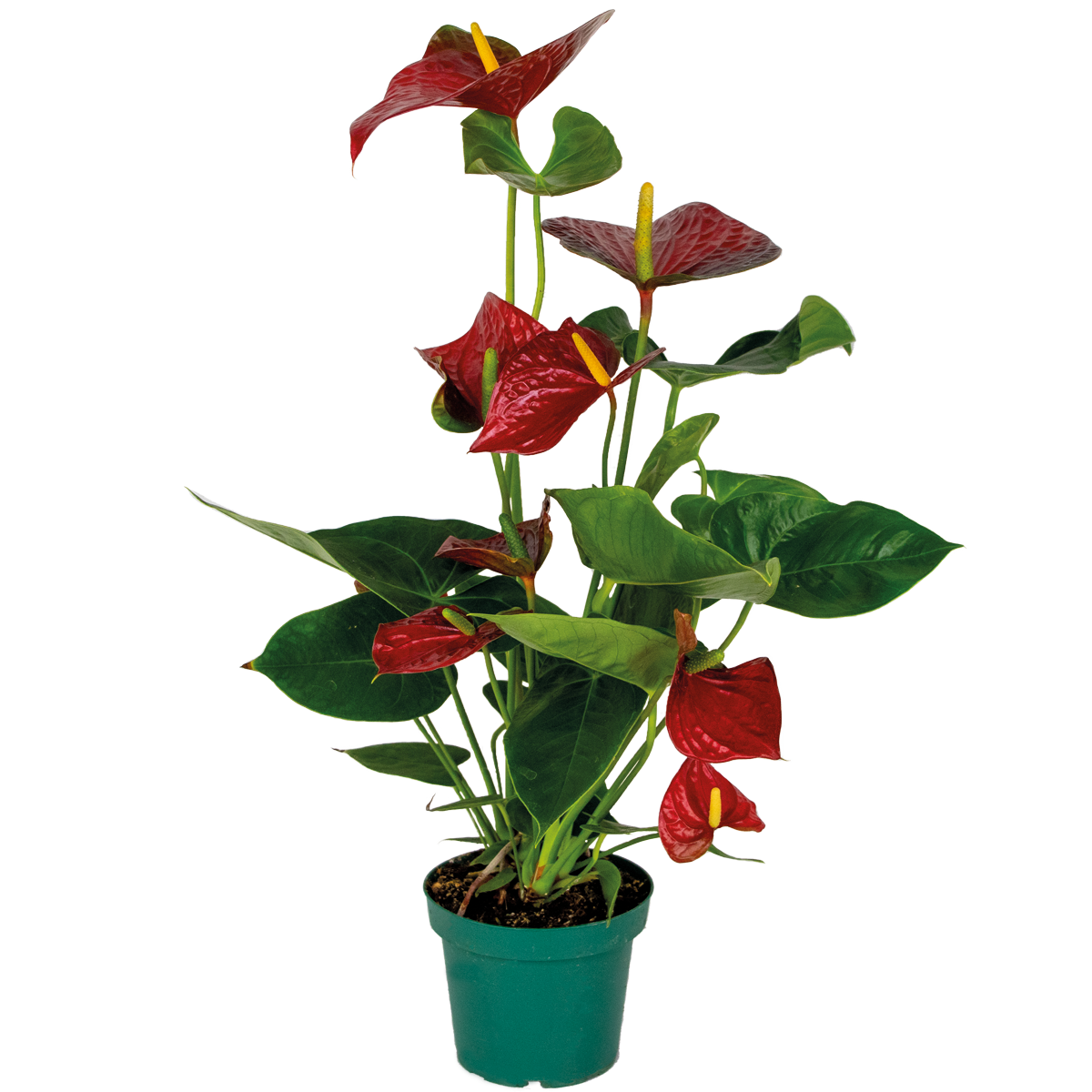 Anthurium 'aristo' rouge - flamingo plant - entretien facile - ⌀14 cm - ↕45-55 cm