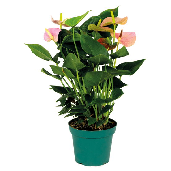 Anthurium - flamant rose - rose - plante d’intérieur - dépolluante - hauteur 40-60 cm - pot 14 cm
