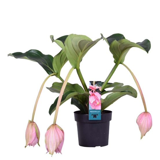 Medinilla magnifica - médinilla - plante d'intérieur - facile d’entretien - ⌀17 cm - 50-60 cm