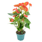 Anthurium 'aristo' orange - flamingo plant - entretien facile - ⌀12 cm - ↕30-40 cm