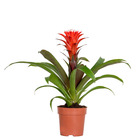 Guzmania hope – tube plant – plante d'intérieur – faible entretien – ⌀12 cm – ↕35-45 cm