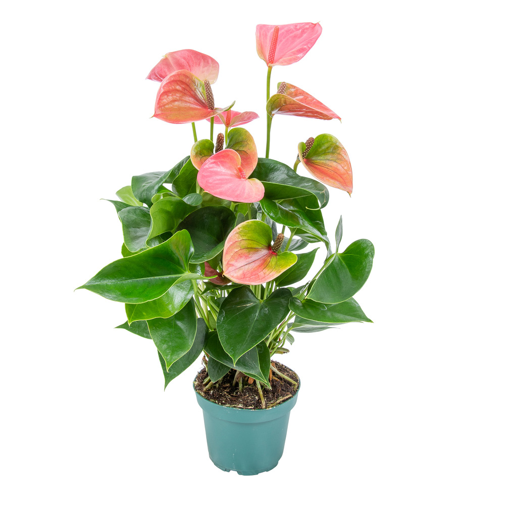 Anthurium - plante flamant rose - rose - plante d’intérieur - 30-40 cm de haut - pot 12 cm