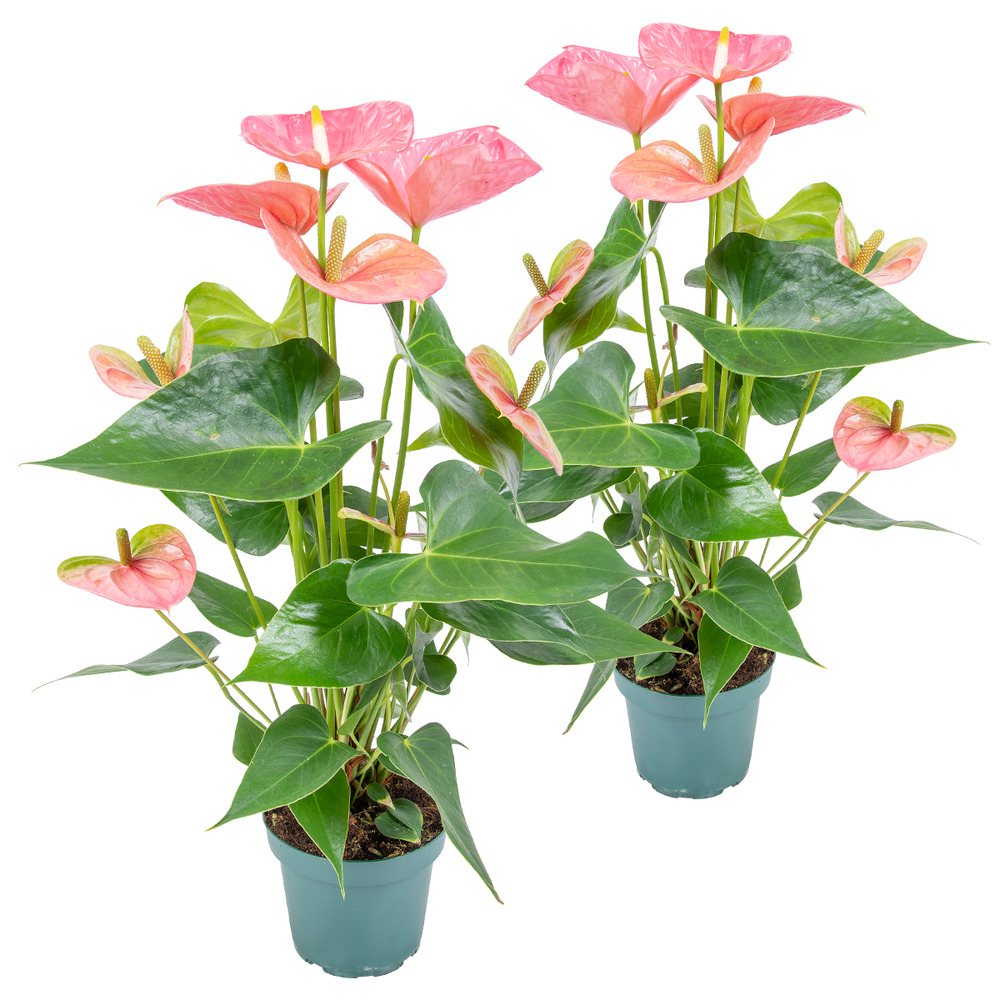 Lot de 2 - anthurium - plante flamant rose - rose - 30-40 cm de haut - pot 12 cm