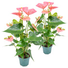 2x anthurium 'aristo' rose - plante flamingo - entretien facile - ⌀12 cm - ↕30-40 cm