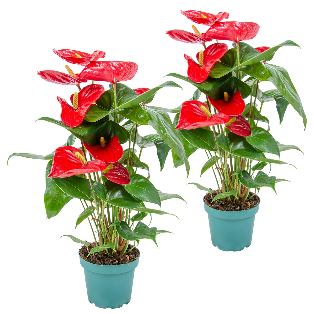 Lot de 2 - anthurium - plante flamant rose - rouge - 30-40 cm de haut - pot 12 cm