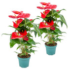 2x anthurium 'aristo' red– flamingo plant - plante d'intérieur - facile d'entretien - ⌀12 cm - ↕30-40 cm