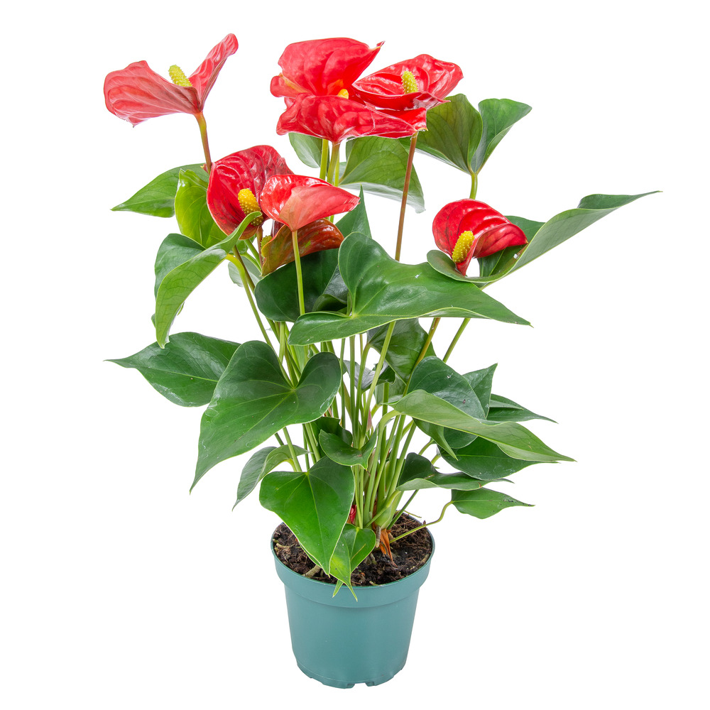 Anthurium - plante flamant rose - rouge - plante d’intérieur - 30-40 cm de haut - pot 12 cm