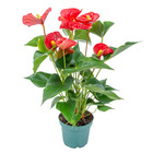 Anthurium 'aristo' red– flamingo plant - plante d'intérieur - entretien facile - ⌀12 cm - ↕30-40 cm