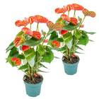 2x anthurium aristo orange - flamingo plant - facile d'entretien - ⌀14 cm - ↕45-55 cm