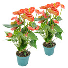 2x anthurium 'aristo' orange - flamingo plant - facile d'entretien -⌀12 cm - ↕30-40 cm