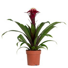 Guzmania fransesca – plante tube – plante d'intérieur – facile d'entretien – ⌀12 cm – ↕40-50 cm