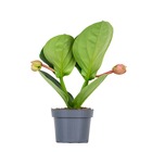 Medinilla magnifica 'lambada'– fleur en gerbe – peu d'entretien – ⌀14 cm - ↕35-45 cm