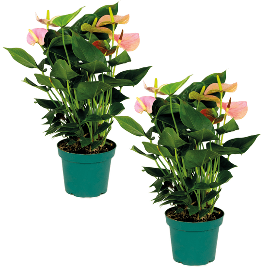 Lot de 2 - anthurium - plante flamant rose - rose - 40-60 cm de haut - pot 14 cm