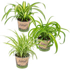 3x grass lily mix - grass lily - plantes d'intérieur - purificateur d'air – ⌀12 cm - ↕20-25 cm