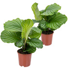 2x calathea orbifolia - plante paon - plante d'intérieur - purificateur d'air - ⌀14 cm - ↕40-45 cm