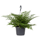 Asplenium parvati – fougère frisée – plante suspendue – purificateur d'air – ⌀17 cm - ↕30-40 cm