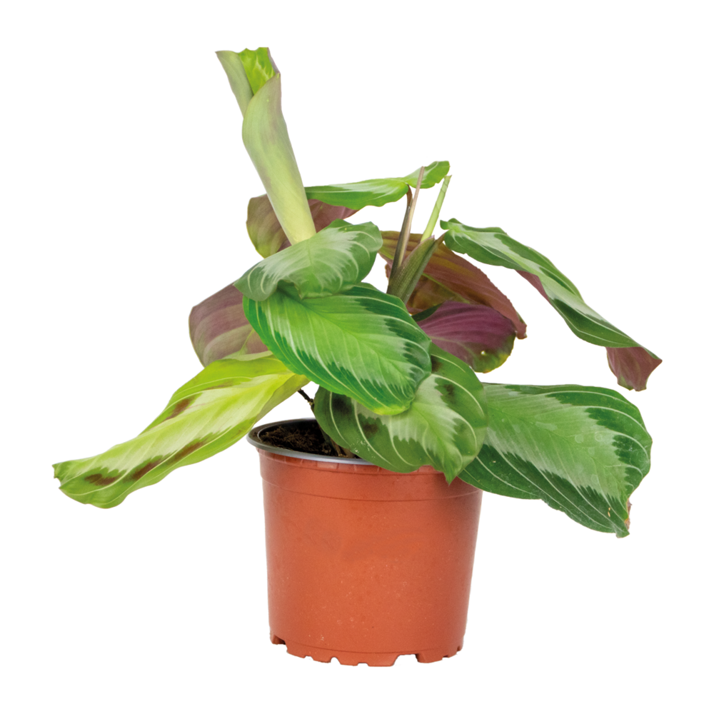 Maranta silverband - plante priante - plante suspendue - dépolluante - hauteur 10-20 cm - pot 12 cm