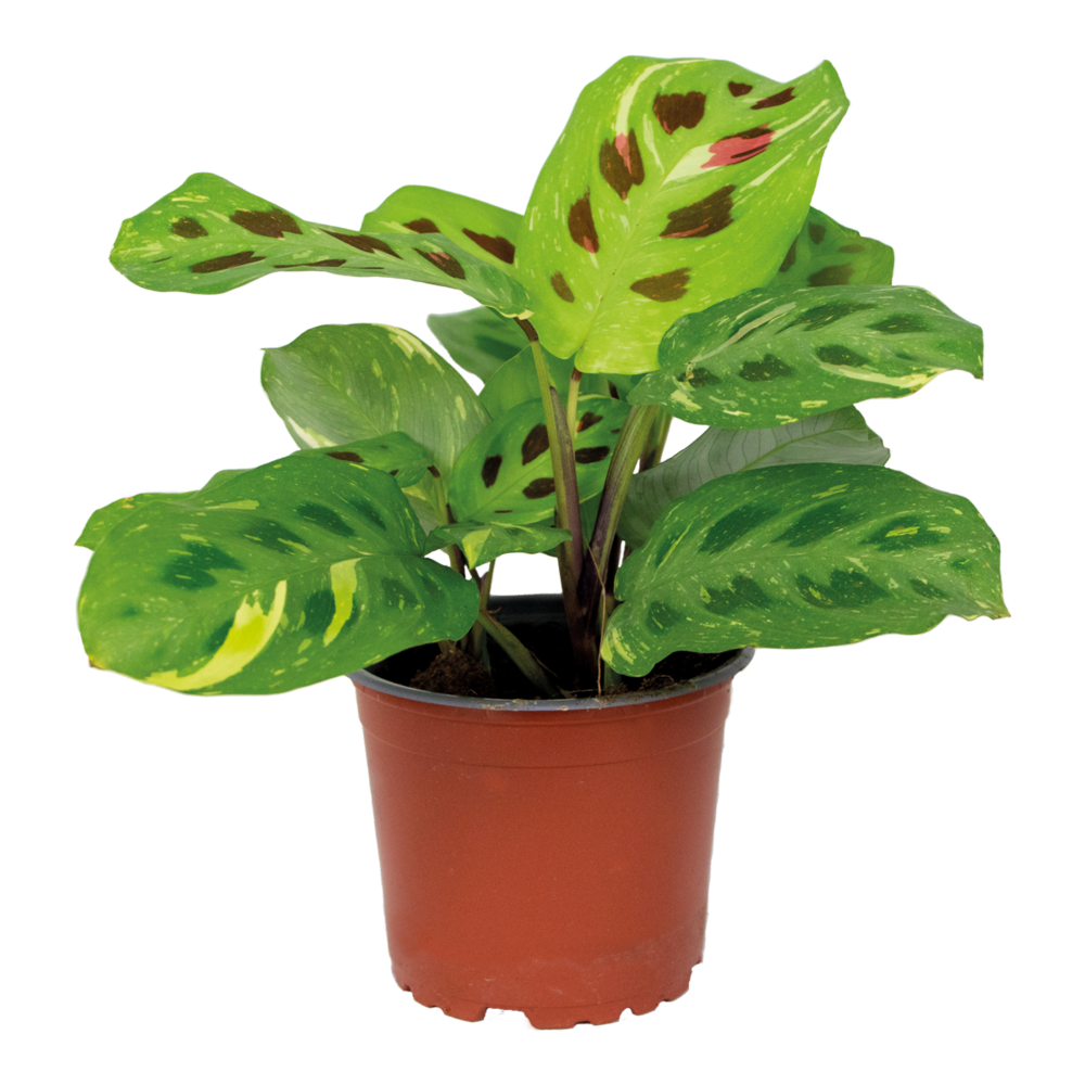 Maranta variegata - plante priante - plante suspendue - dépolluante - hauteur 10-20 cm - pot 12 cm