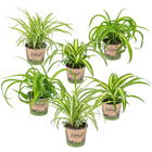6x grass lily mix - grass lily - plantes d'intérieur - purificateur d'air – ⌀12 cm - ↕20-25 cm