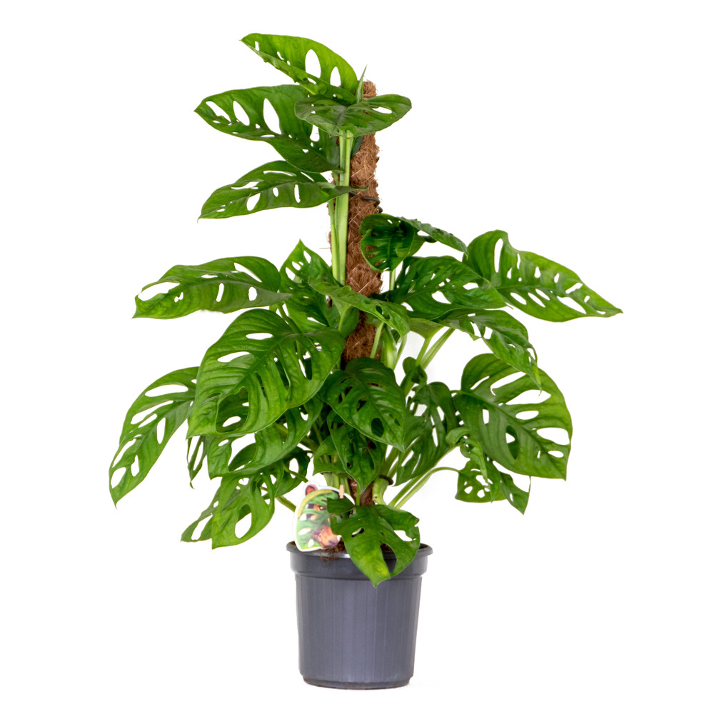 Monstera adansonii avec tuteur - plante 'monkey leaf' - dépolluante - 70-80 cm de haut - pot 17 cm