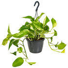 Scindapsus marble queen – dragon ivy – plante suspendue – ⌀17 cm - ↕35-45 cm