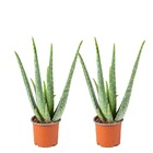 2x aloe vera barbadensis - plante succulente - entretien facile - ⌀10,5 cm - ↕30-35 cm