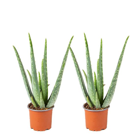 Lot de 2 - aloe vera - plantes d’intérieur - plantes grasses - h. 20-30 cm - p. 10,5 cm