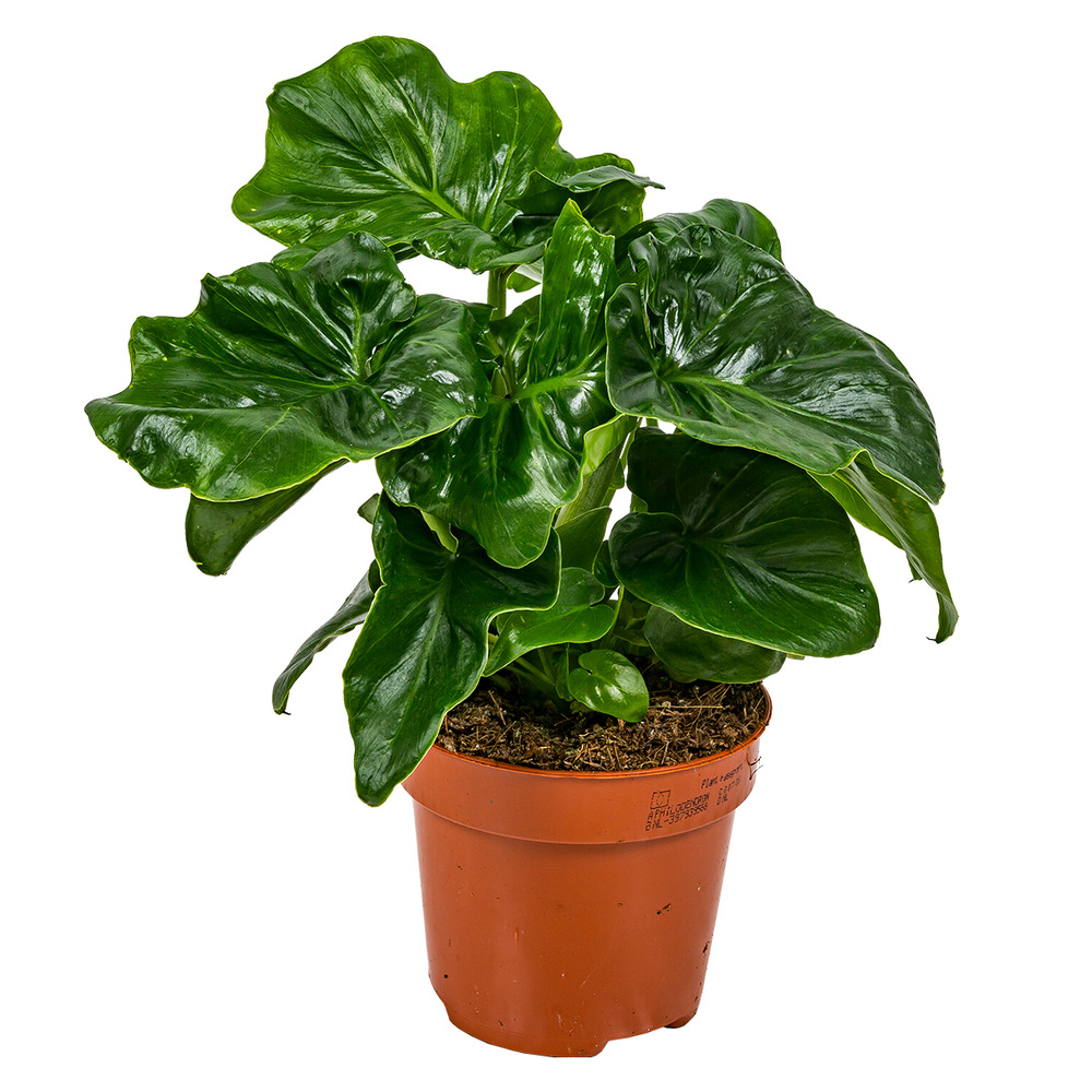 Philodendron bipinnatifidum 'atom'  philodendron  purificateur d'air   12 cm25-30 cm | Truffaut