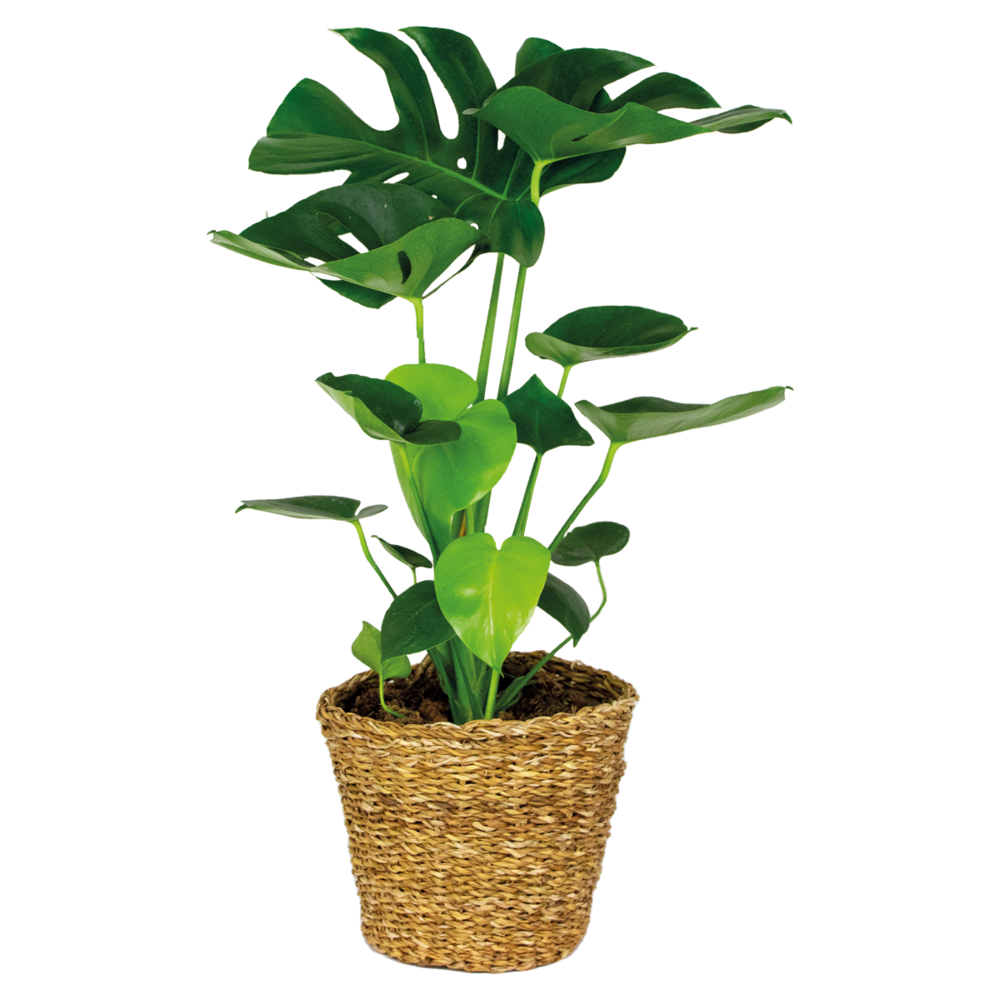 Monstera deliciosa - plante à trous - plante d’intérieur - 70-80 cm de haut - panier en rotin 21 cm