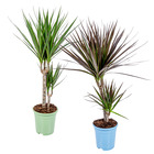 2x mélange de plantes d'intérieur dracaena - marginata-magenta – ⌀17 cm - ↕65-75 cm