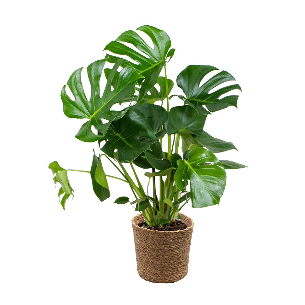 Monstera deliciosa - plante à trous - 70-80 cm de haut - panier en jonc de mer 21 cm