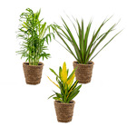 3x mélange de plantes d'intérieur tropicales incl. Panier en jonc de mer - ⌀12 cm - ↕ 25-40 cm