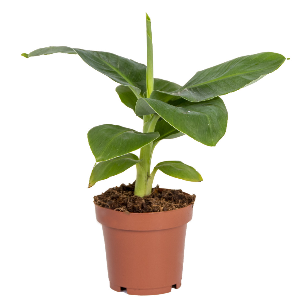 Musa dwarf cavendish - bananier nain - plante d’intérieur - 20-30 cm de haut - pot 12 cm