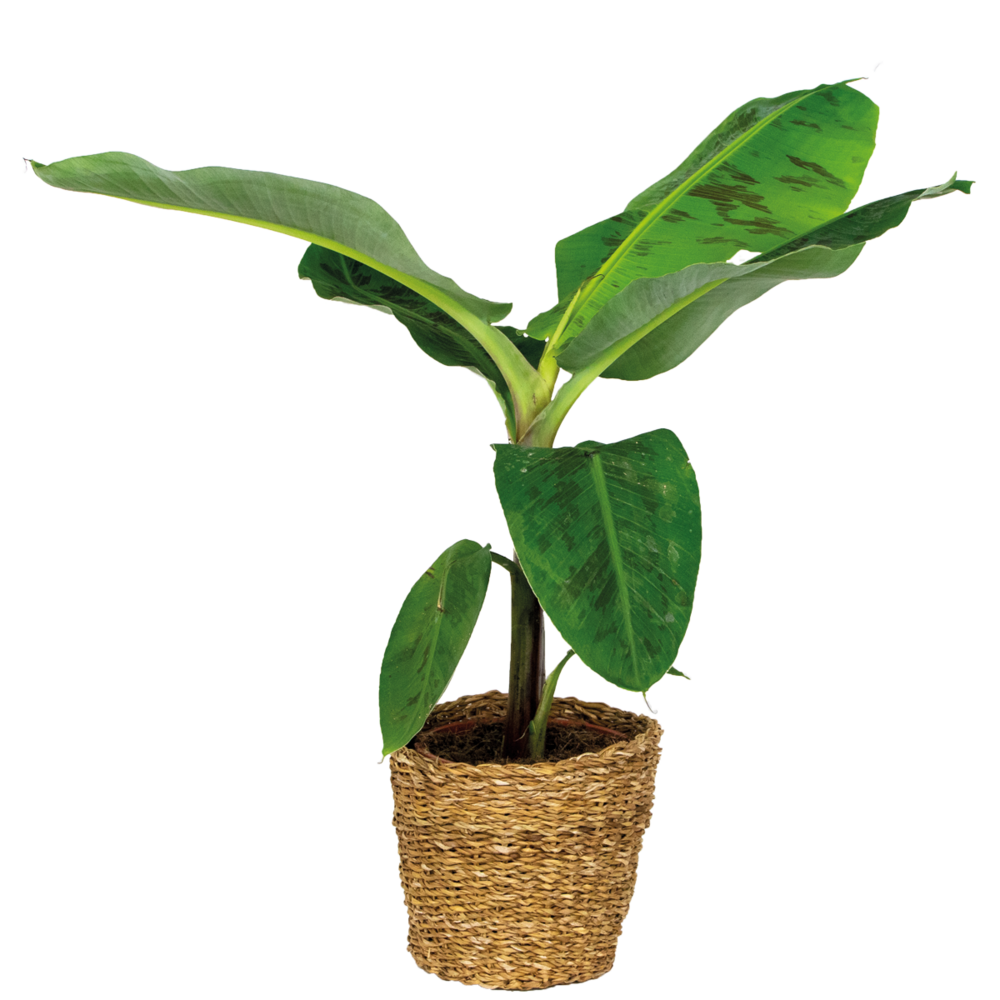 Musa dwarf cavendish - bananier - hauteur 80-100 cm - panier en jonc de mer 21 cm