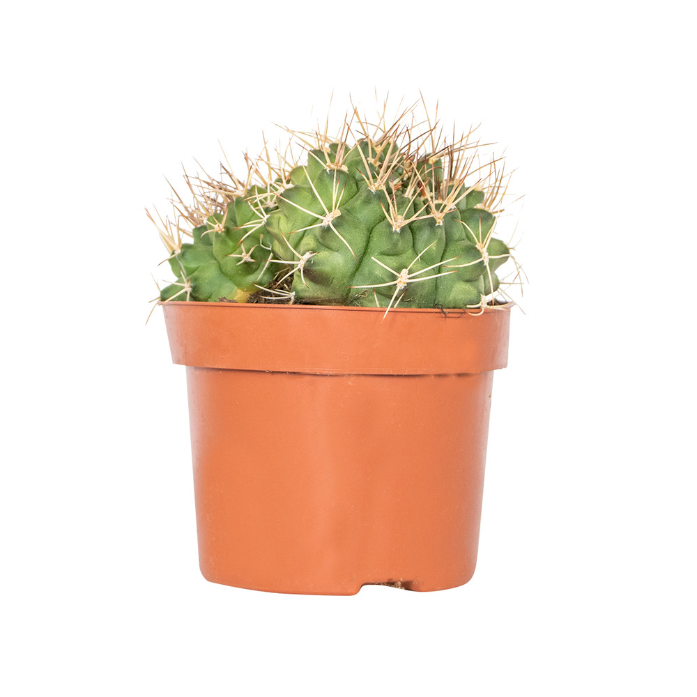 Cactus gymnocalicium – succulente – facile à entretenir - ⌀12 cm –↕15-20 cm