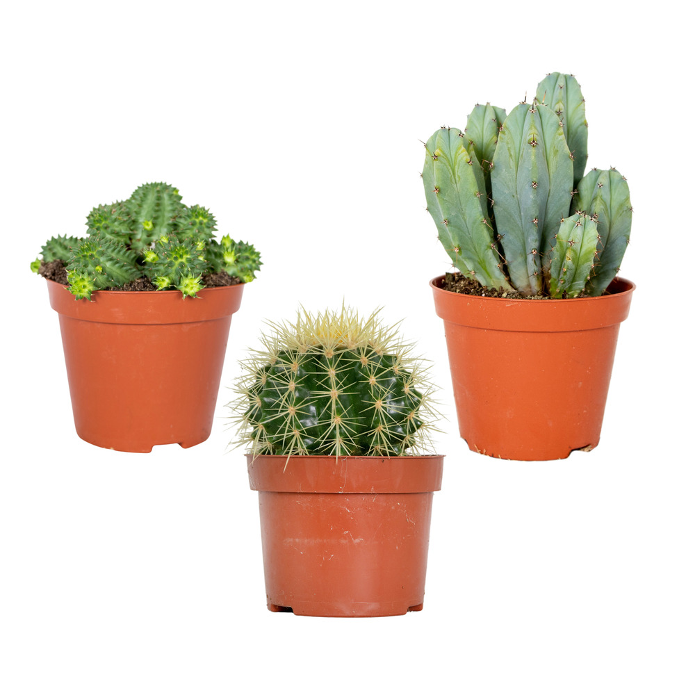 3x cactus mix – succulent – facile à entretenir - ⌀8,5 cm –↕10-15 cm