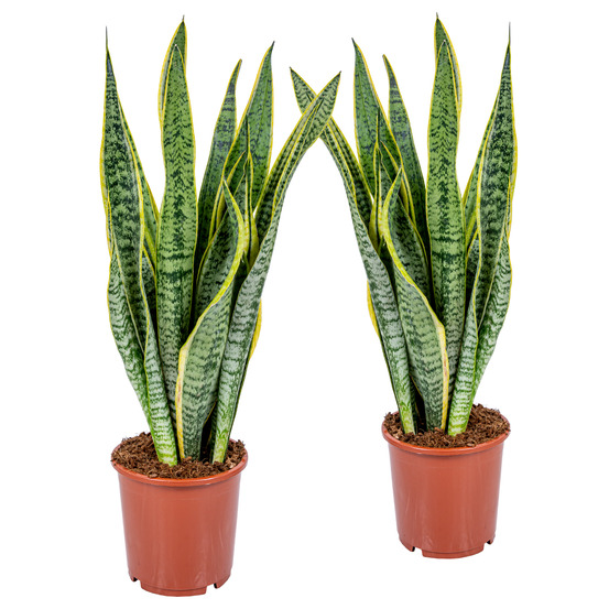 2x sansevieria 'laurentii' xl - langue de dame - succulente - ⌀17cm - 55-65 cm