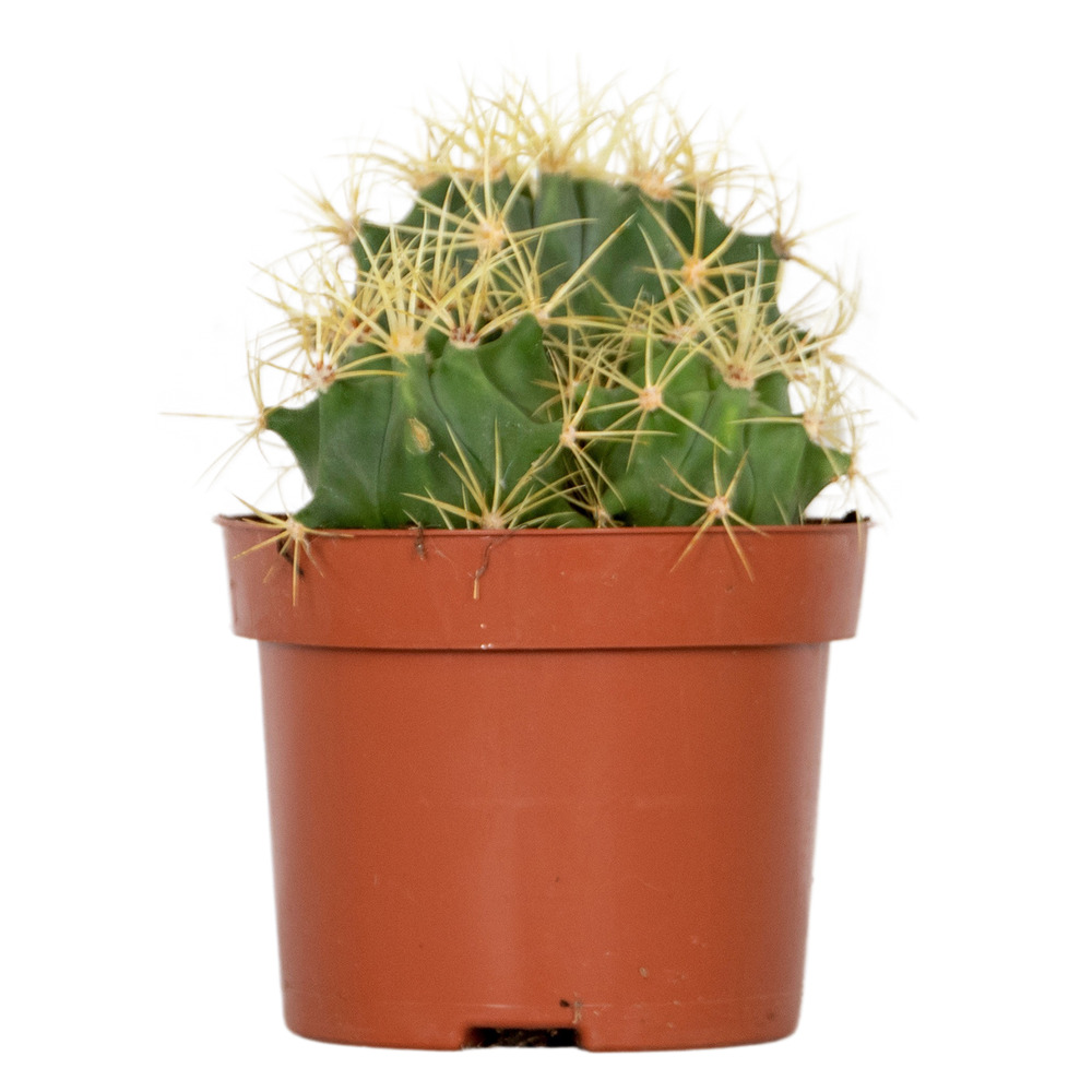 Cactus ferocactus – succulente – facile à entretenir - ⌀12 cm –↕15-20 cm
