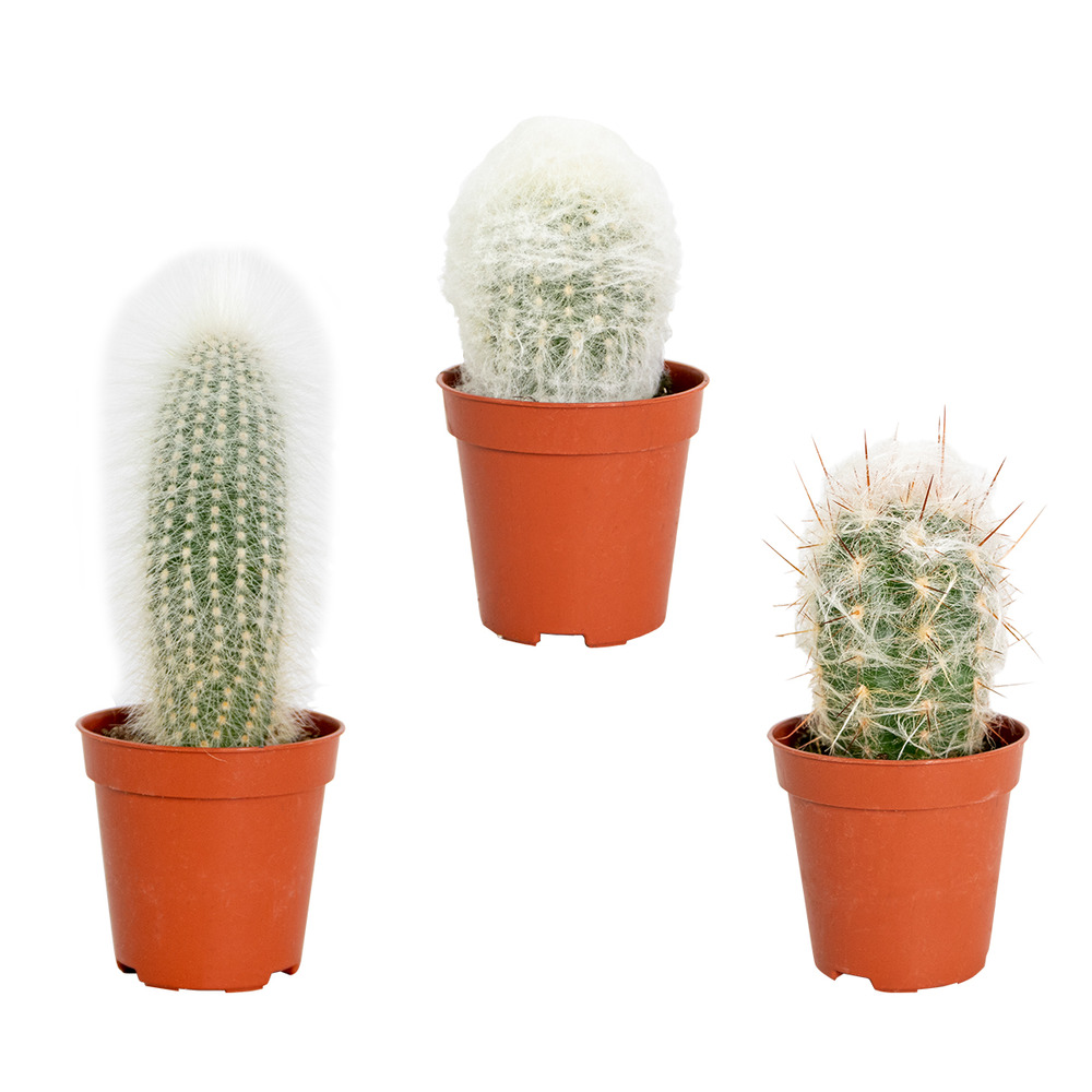 3x cactus mix – succulent – facile à entretenir - ⌀5,5 cm –↕5-10 cm