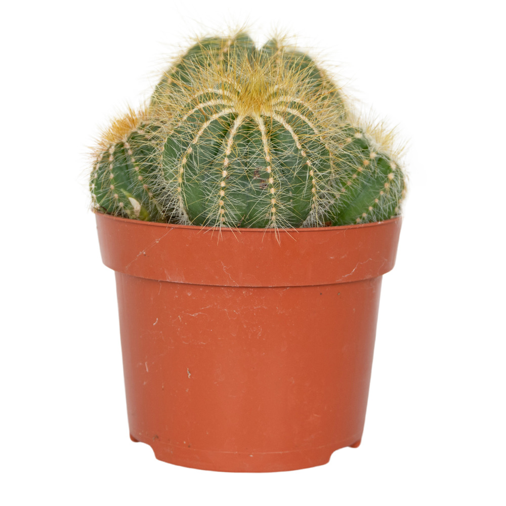 Cactus eriocactus – succulente – facile à entretenir - ⌀12 cm –↕15-20 cm