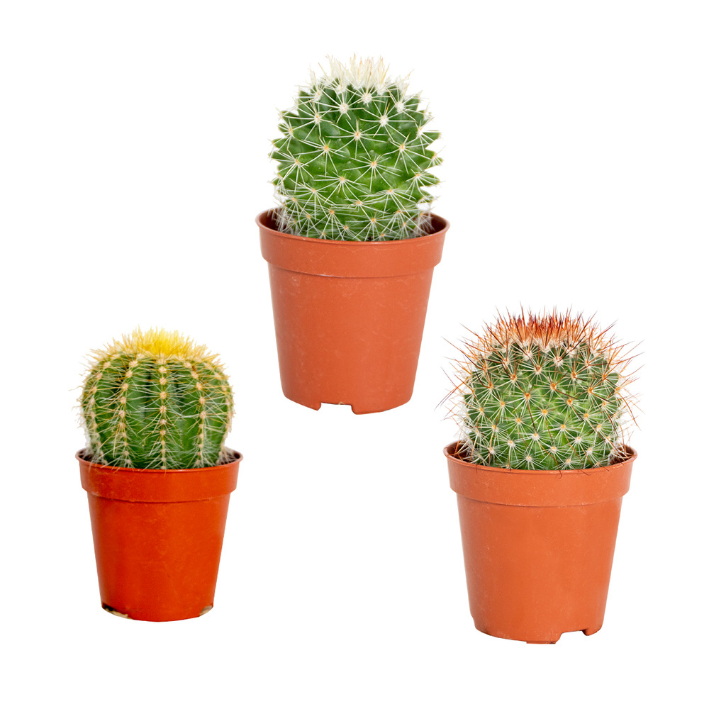 3x cactus mix – succulent – facile à entretenir - ⌀5,5 cm –↕5-10 cm