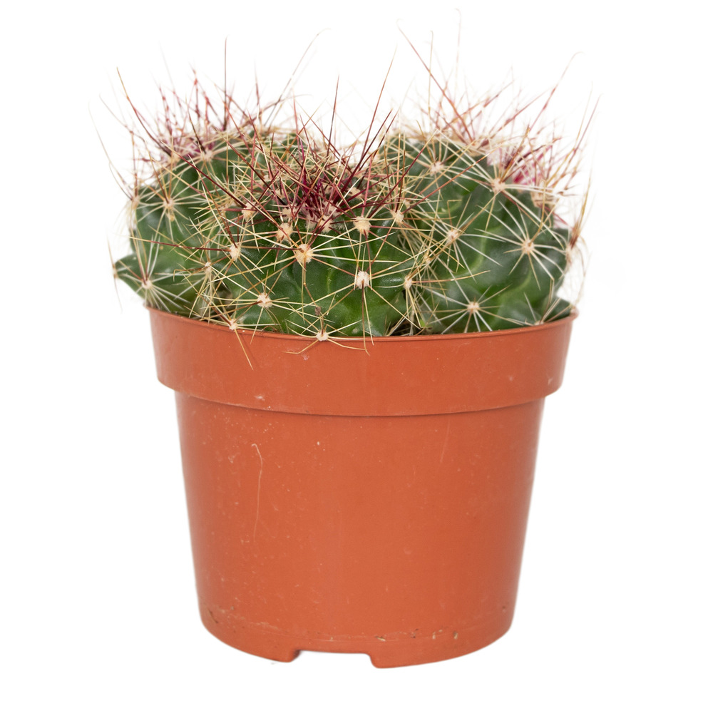 Cactus hamatocactus – succulente – facile à entretenir - ⌀12 cm –↕15-20 cm