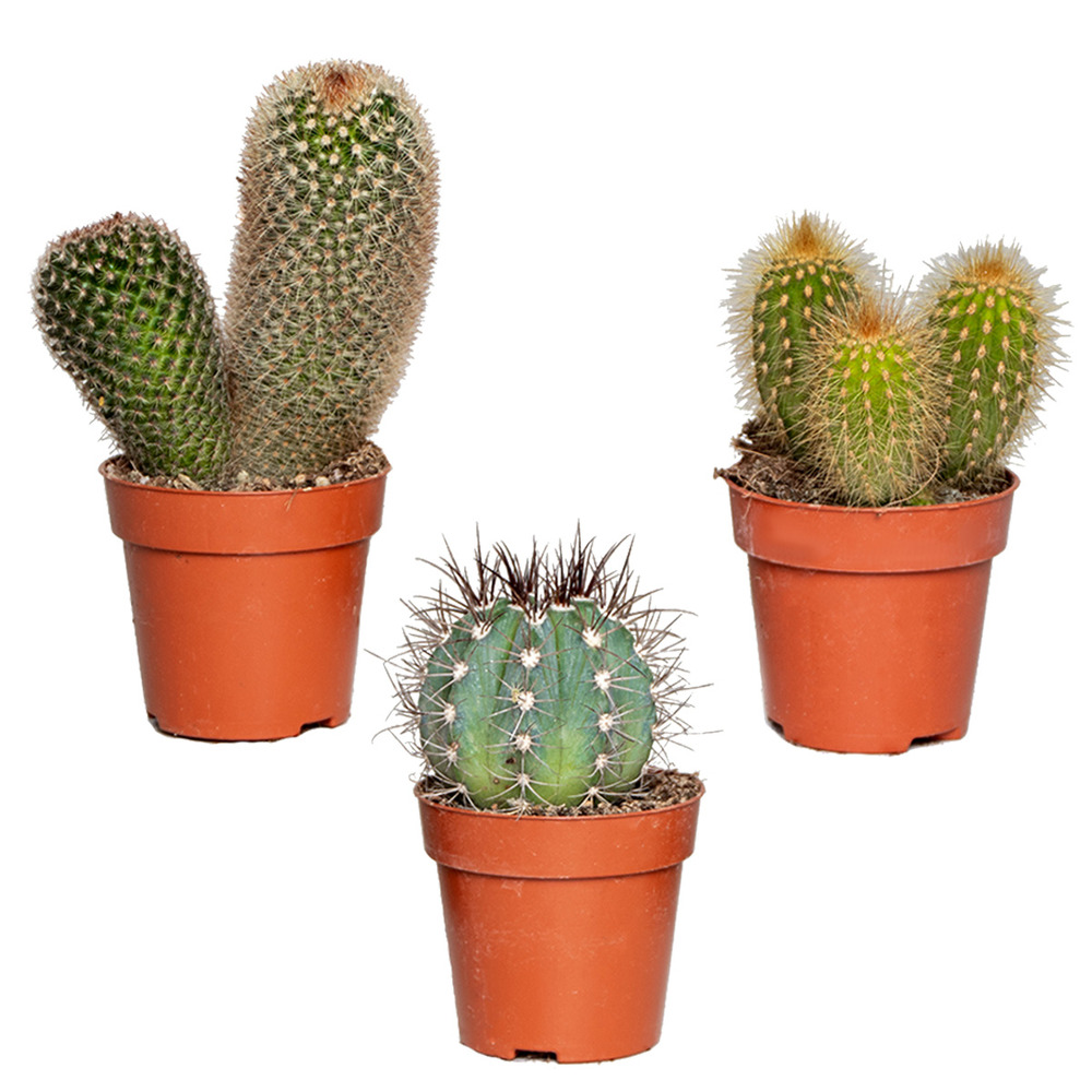 3x cactus mix – succulent – facile à entretenir – ⌀8,5 cm – ⌀10-15 cm