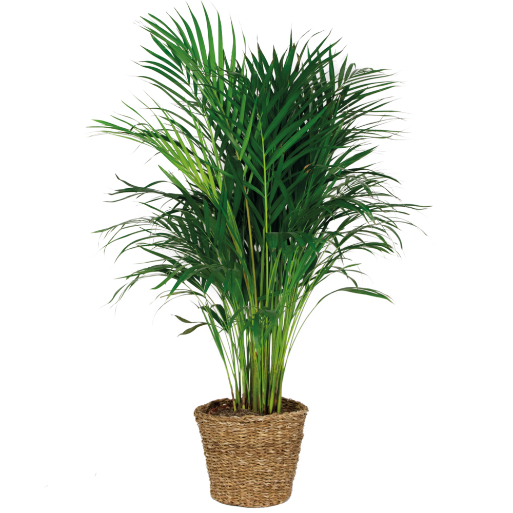 Dypsis lutescens - palmier areca - plante d’intérieur - hauteur 100-110 cm - panier en rotin 21 cm