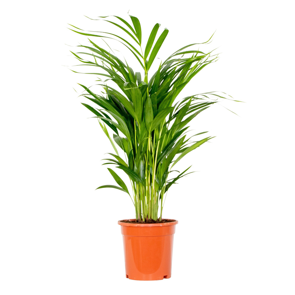 Dypsis lutescens - palmier areca - plantes d’intérieur - dépolluante - hauteur 60-70 cm - pot 17 cm