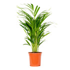 Dypsis lutescens - golden palm - plante d'intérieur - entretien facile - ⌀17 cm - ↕60-70 cm
