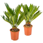 2x cycas revoluta – peace palm – palmier – facile d'entretien - ⌀12 cm - ↕30-40 cm