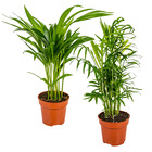 2x mélange de palmiers d'intérieur - dypsis-chamaedorea - facile d'entretien – ⌀12 cm - ↕20-45 cm