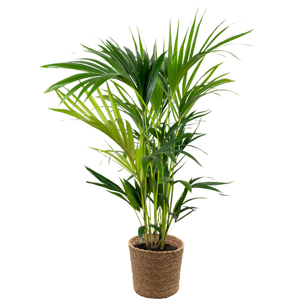 Howea forsteriana - palmier kentia - 80-100 cm de haut - panier en jonc de mer 19 cm